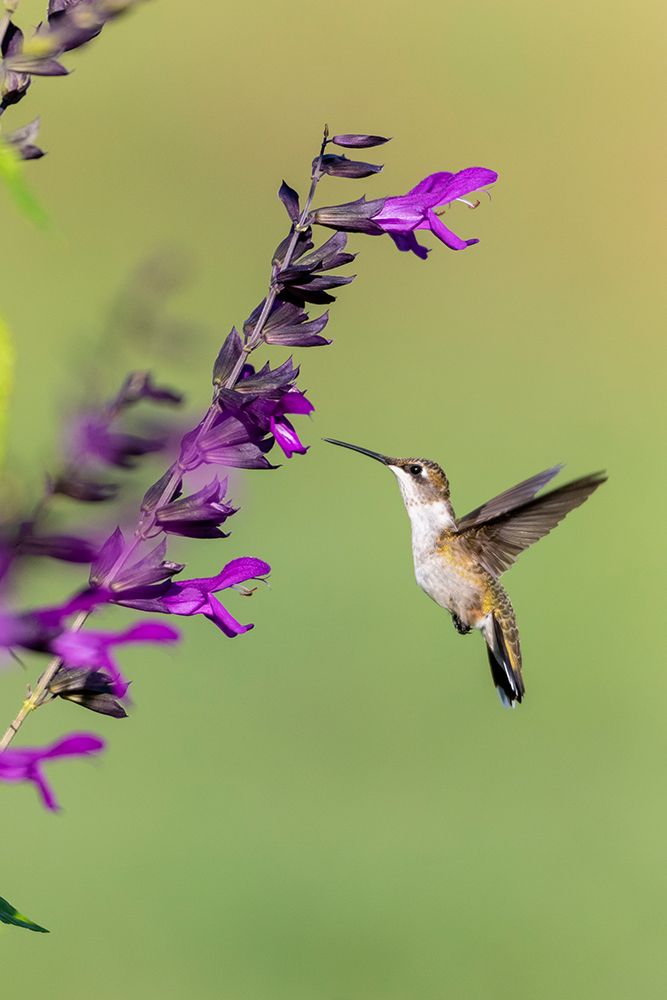 Art Print: Ruby-throated Hummingbird-Archilochus colubris-at Salvia Purple and Bloom-Salvia guaranitica-Marion