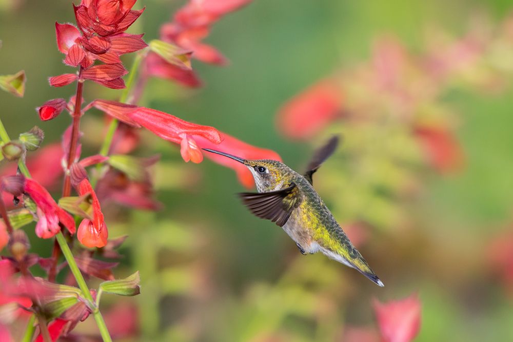 Art Print: Ruby-throated Hummingbird-Archilochus colubris-at Skyscraper Orange Salvia-Salvia hybridMarion Coun