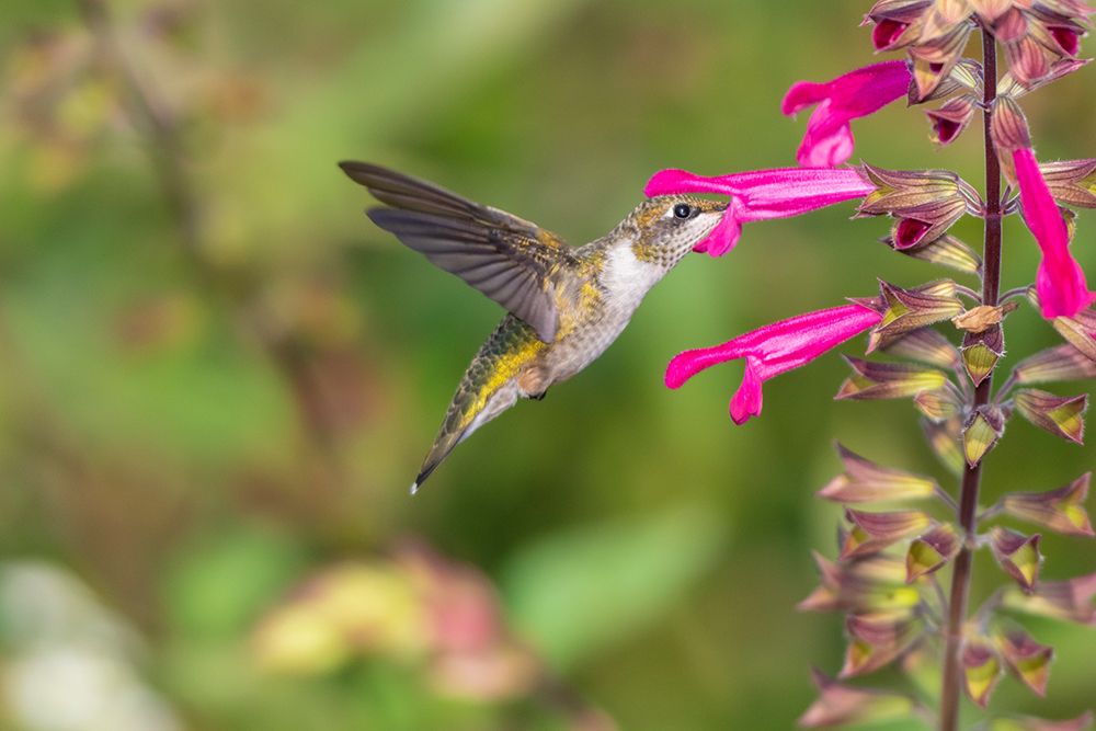 Art Print: Ruby-throated Hummingbird-Archilochus colubris-at Salvia Fuchsia Rockin Fuchsia-Salvia hybrid-Mario