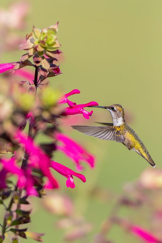 Art Print: Ruby-throated Hummingbird-Archilochus colubris-at Salvia Fuchsia Rockin Fuchsia-Salvia hybrid-Mario
