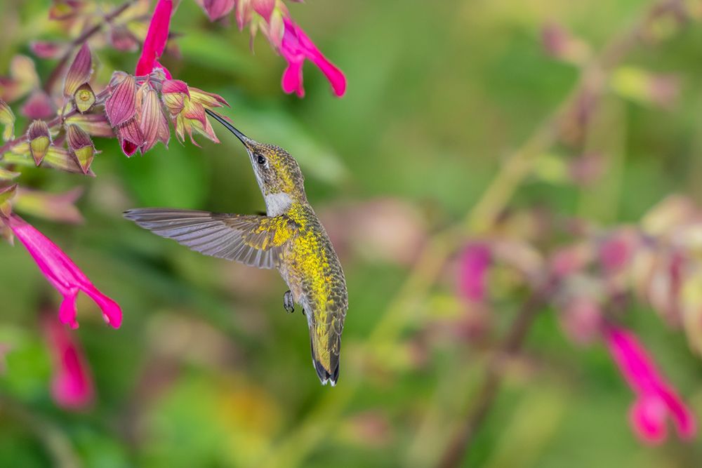 Art Print: Ruby-throated Hummingbird-Archilochus colubris-at Salvia Fuchsia Rockin Fuchsia-Salvia hybrid-Mario