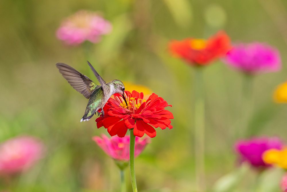 Art Print: Ruby-throated Hummingbird-Archilochus colubris-at Zinnias Union County-Illinois