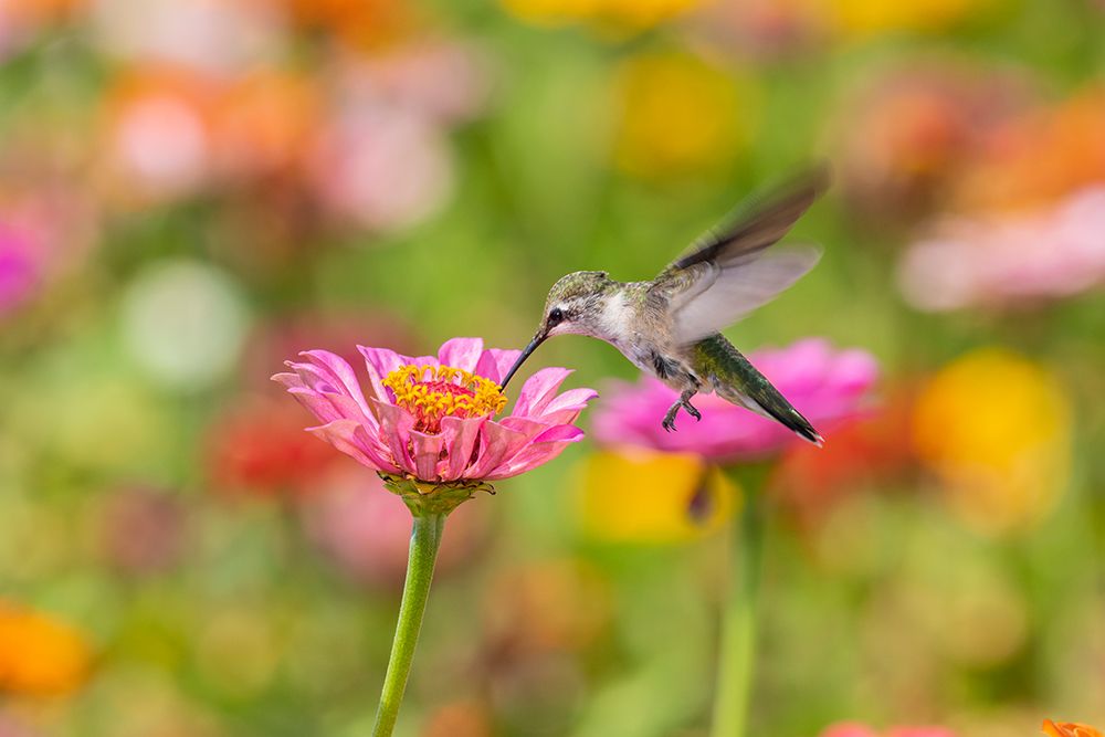 Art Print: Ruby-throated Hummingbird-Archilochus colubris-at Zinnias Union County-Illinois