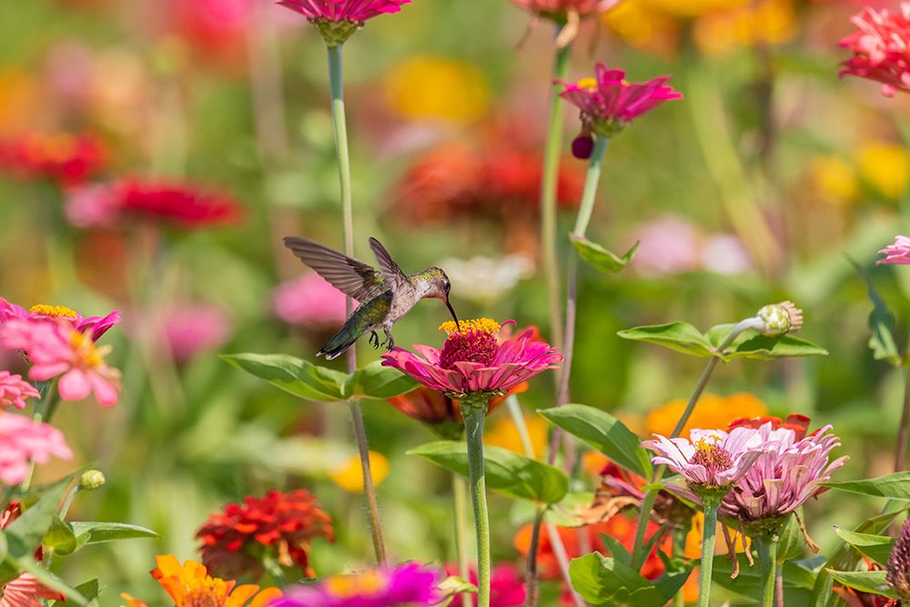 Art Print: Ruby-throated Hummingbird-Archilochus colubris-at Zinnias Union County-Illinois
