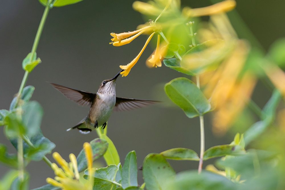 Art Print: Ruby-throated Hummingbird-Archilochus colubris-at honeysuckle-Lonicera sempervirens f-sulphurea Joh