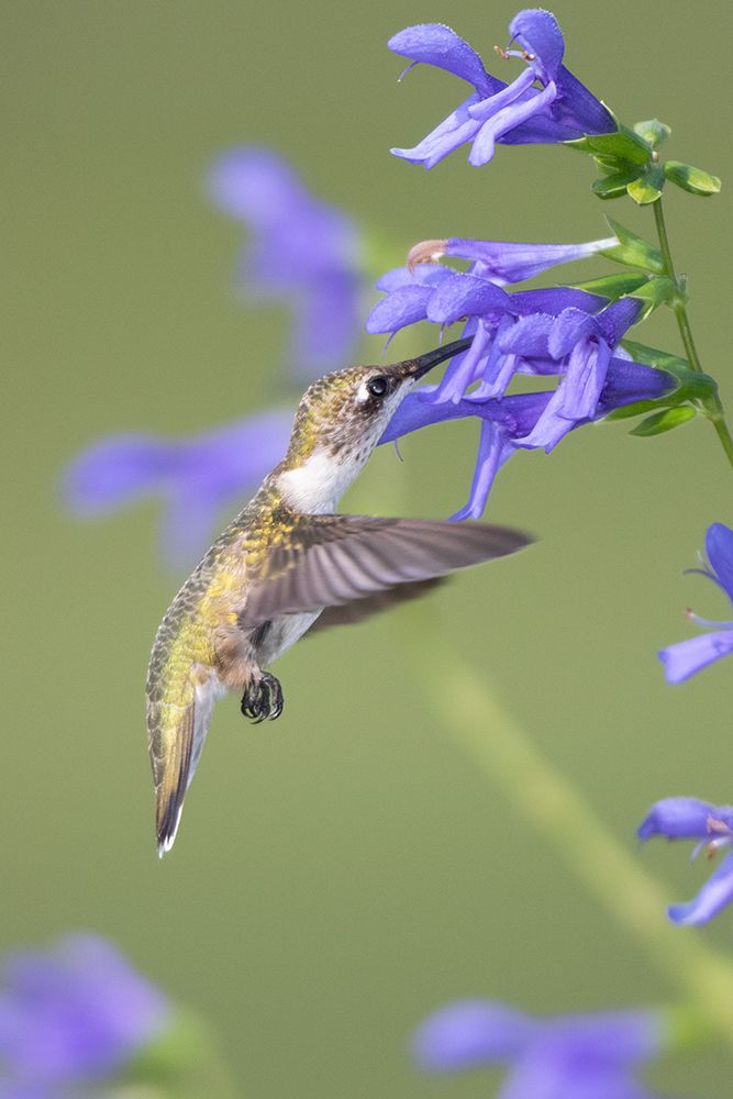 Art Print: Ruby-throated Hummingbird-Archilochus colubris-at Blue Ensign Salvia-Salvia guaranitica-Marion Coun
