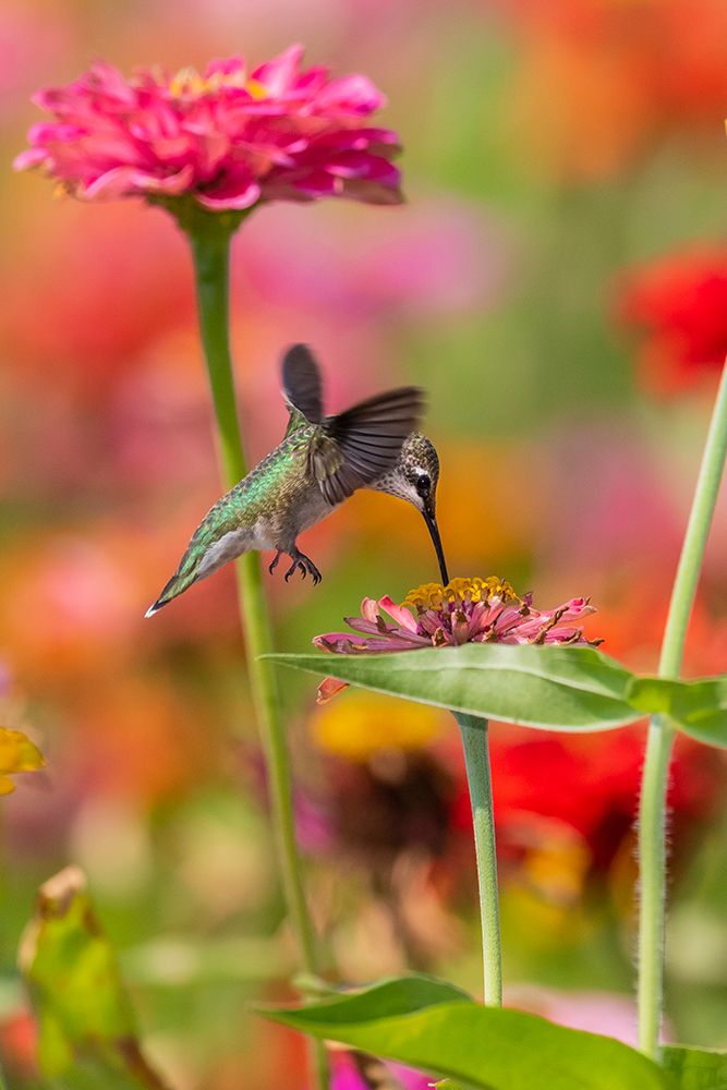 Art Print: Ruby-throated Hummingbird-Archilochus colubris-at Zinnias Union County-Illinois
