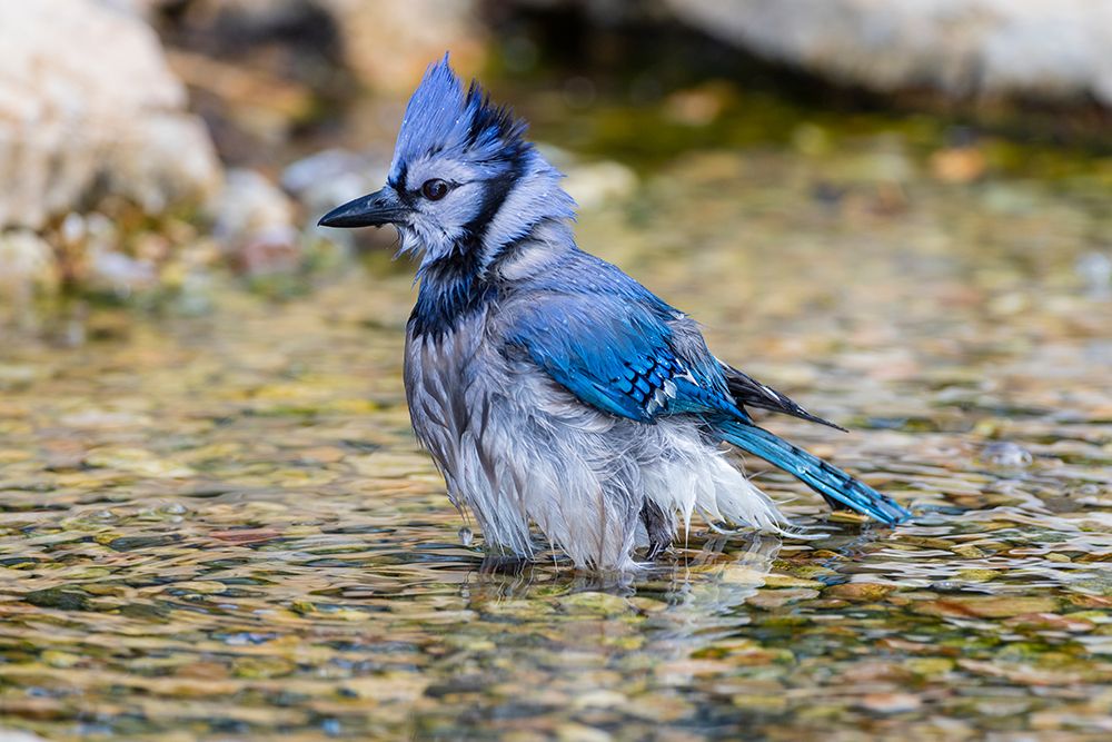 Art Print: Blue Jay-Cyanocitta cristata-bathing Marion County-Illinois