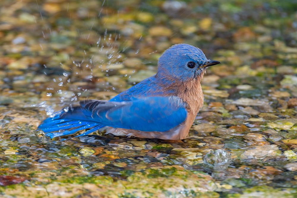 Art Print: Eastern Bluebird-Sialia sialis-male bathing Marion County-Illinois