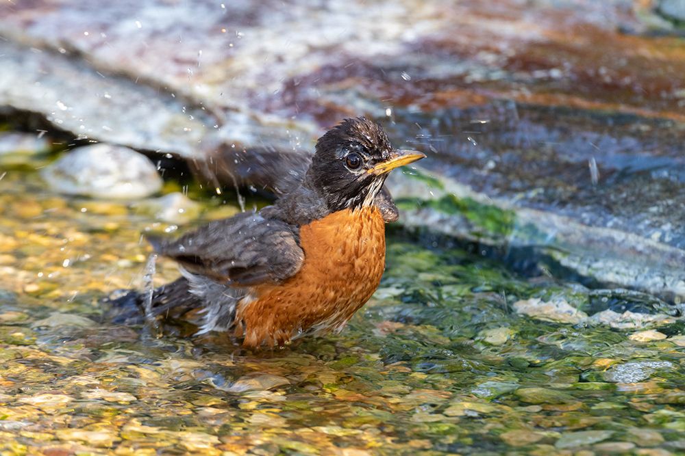 Wall Art Painting id:518890, Name: American Robin-Turdus migratorius-bathing Marion County-Illinois, Artist: Day, Richard and Susan