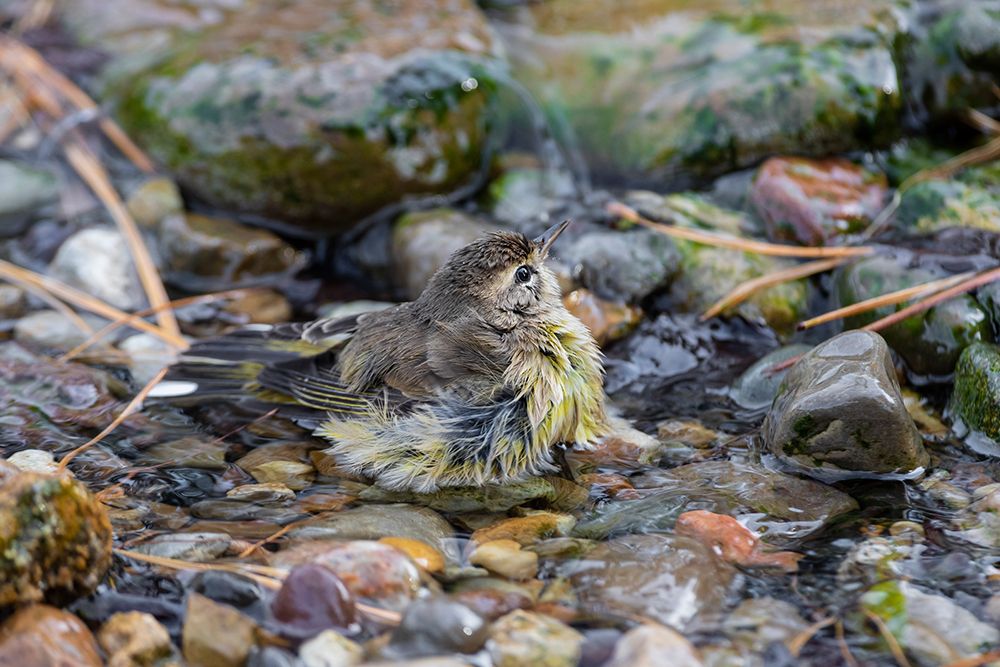 Art Print: Palm Warbler-Setophaga palmarum-bathing Marion County-Illinois