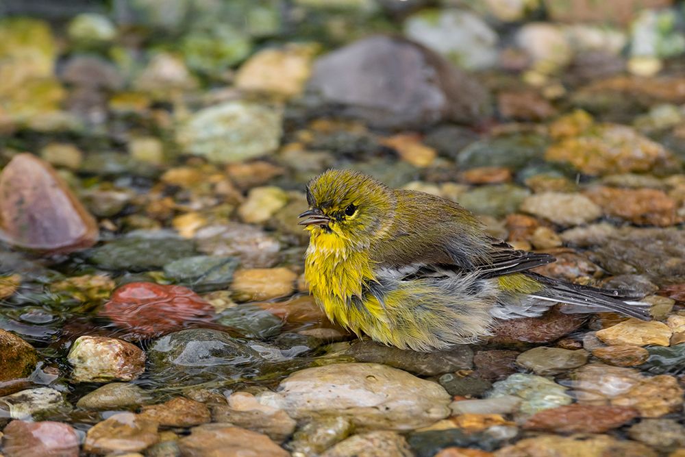 Wall Art Painting id:518892, Name: Pine Warbler-Setophaga pinus-bathing Marion County-Illinois, Artist: Day, Richard and Susan