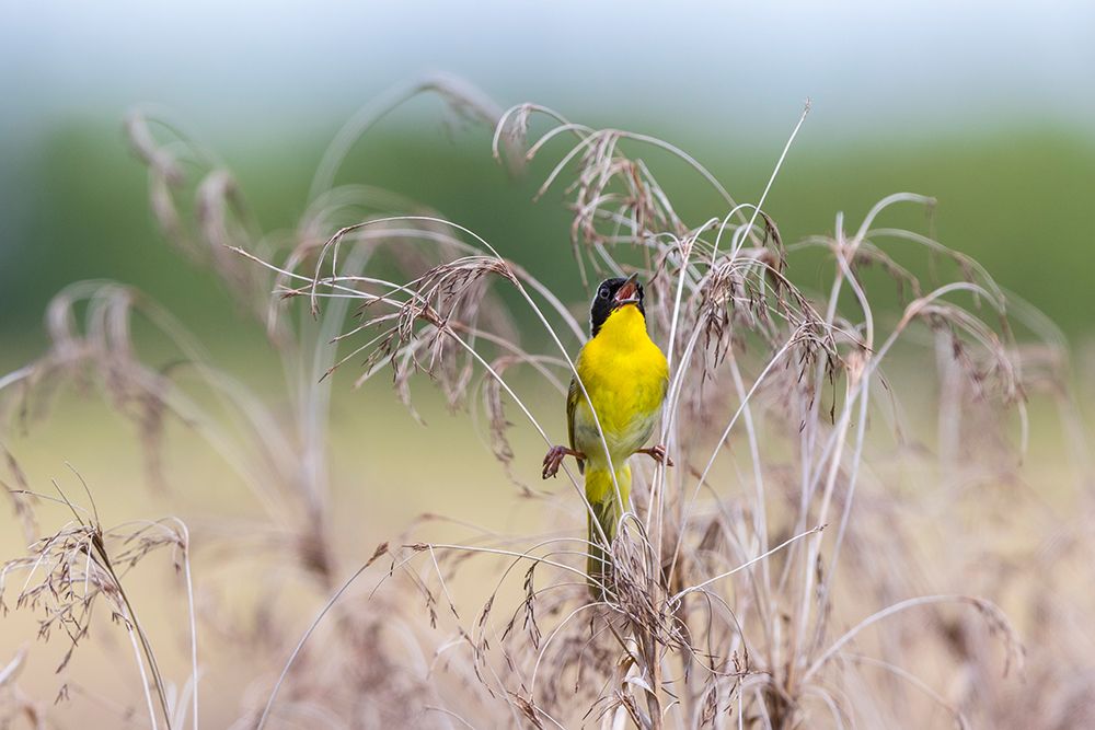 Art Print: Common Yellowthroat-Geothlypis trichas-male singing in prairie Marion County-Illinois