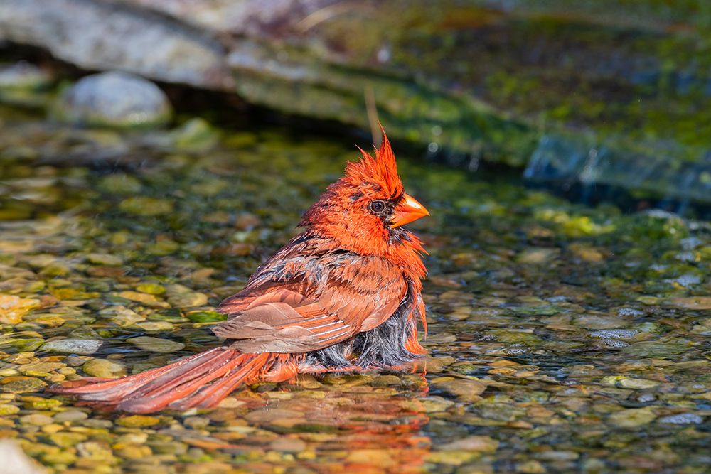 Art Print: Northern Cardinal-Cardinalis cardinalis-male bathing Marion County-Illinois