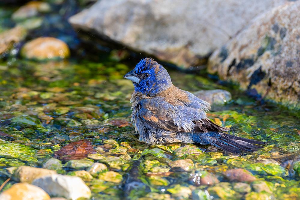 Art Print: Blue Grosbeak-Passerina caerulea-male bathing Marion County-Illinois