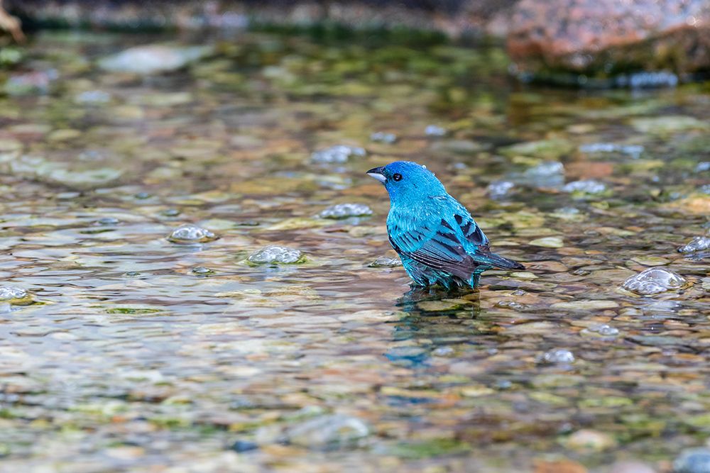 Art Print: Indigo Bunting-Passerina cyanea-male bathing Marion County-Illinois