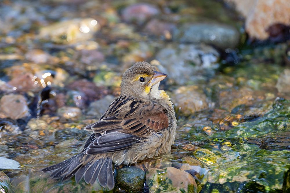 Art Print: Dickcissel-Spiza americana-bathing Marion County-Illinois