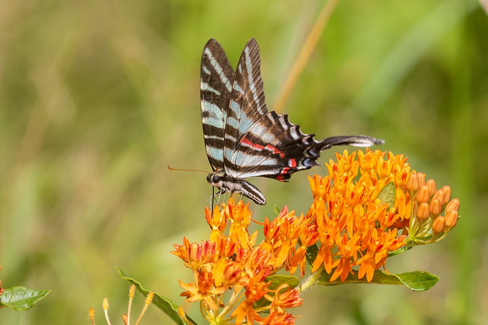 Art Print: Zebra Swallowtail-Protographium marcellus-on Butterfly Milkweed-Asclepias tuberosa-Marion County-Il