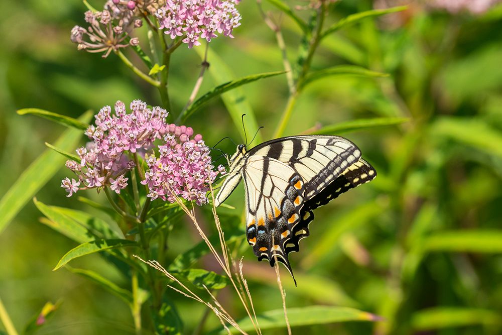 Art Print: Eastern Tiger Swallowtail-Papilio glaucus-on Swamp Milkweed-Asclepias incarnata-Marion County-Illin