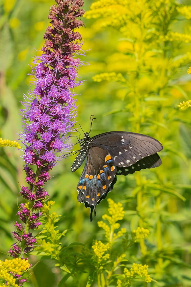 Art Print: Spicebush Swallowtail-Papilio troilus-on Blazing Star-Liatris spicata-Marion County-Illinois
