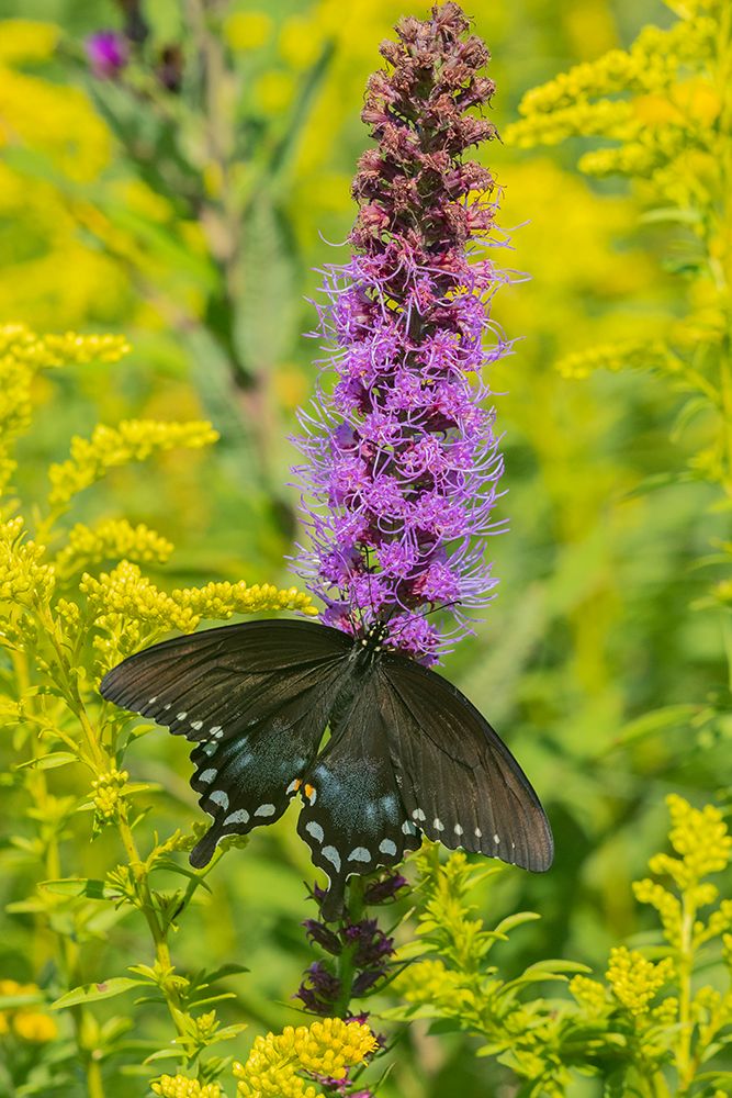 Art Print: Spicebush Swallowtail-Papilio troilus-on Blazing Star-Liatris spicata-Marion County-Illinois