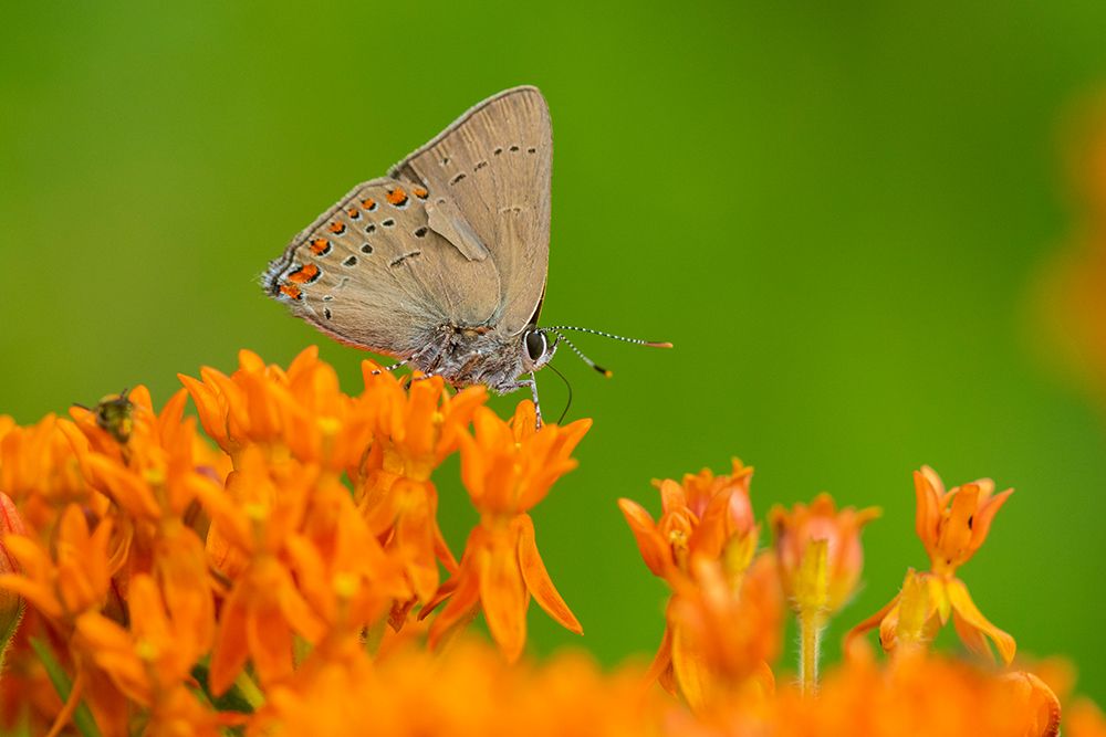 Art Print: Coral Hairstreak-Satyrium titus-on Butterfly Milkweed-Asclepias tuberosa-Stephen A-Forbes State Par
