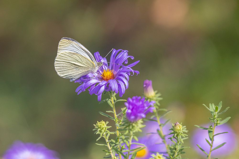 Art Print: Cabbage white on Frikarts Aster