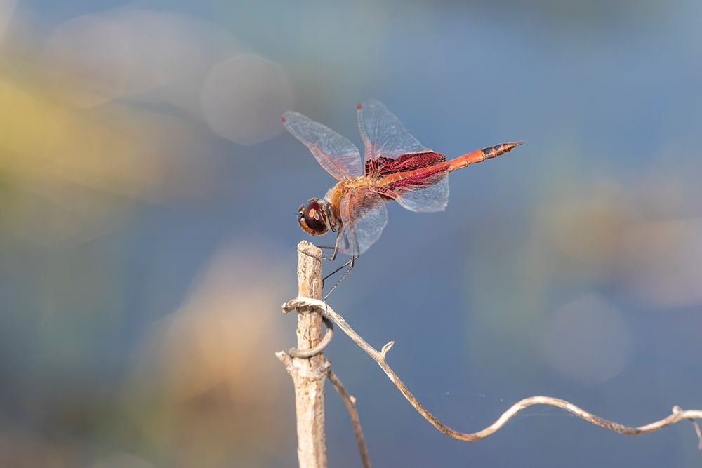 Wall Art Painting id:512821, Name: Carolina Saddlebags male, Artist: Day, Richard and Susan