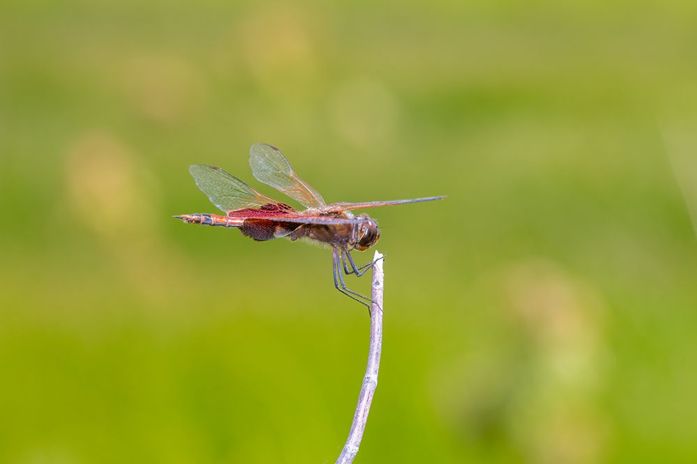 Art Print: Carolina Saddlebags male