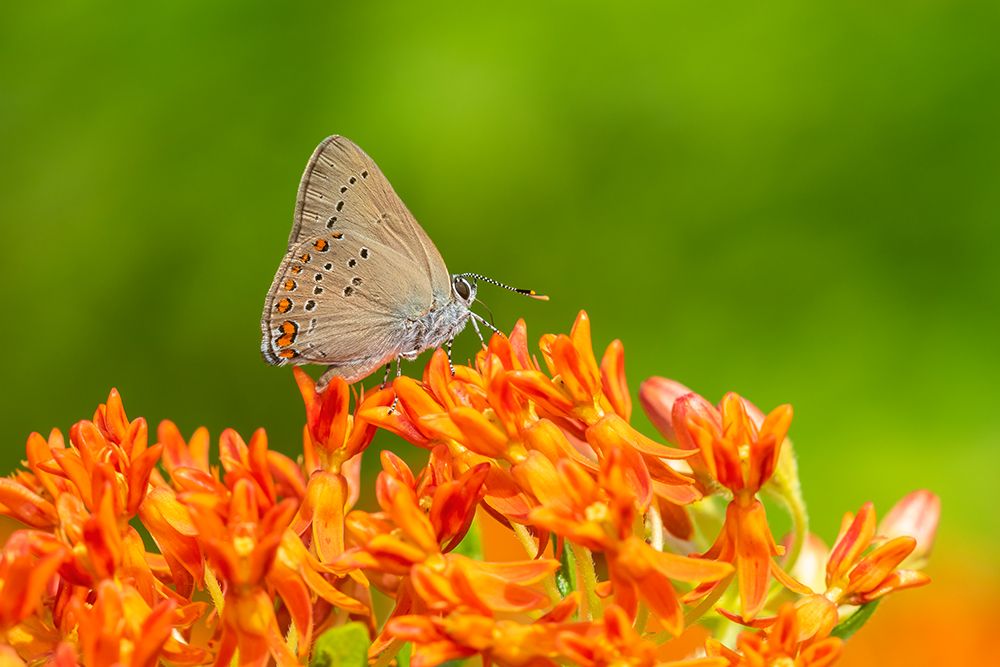 Art Print: Coral Hairstreak on butterfly milkweed