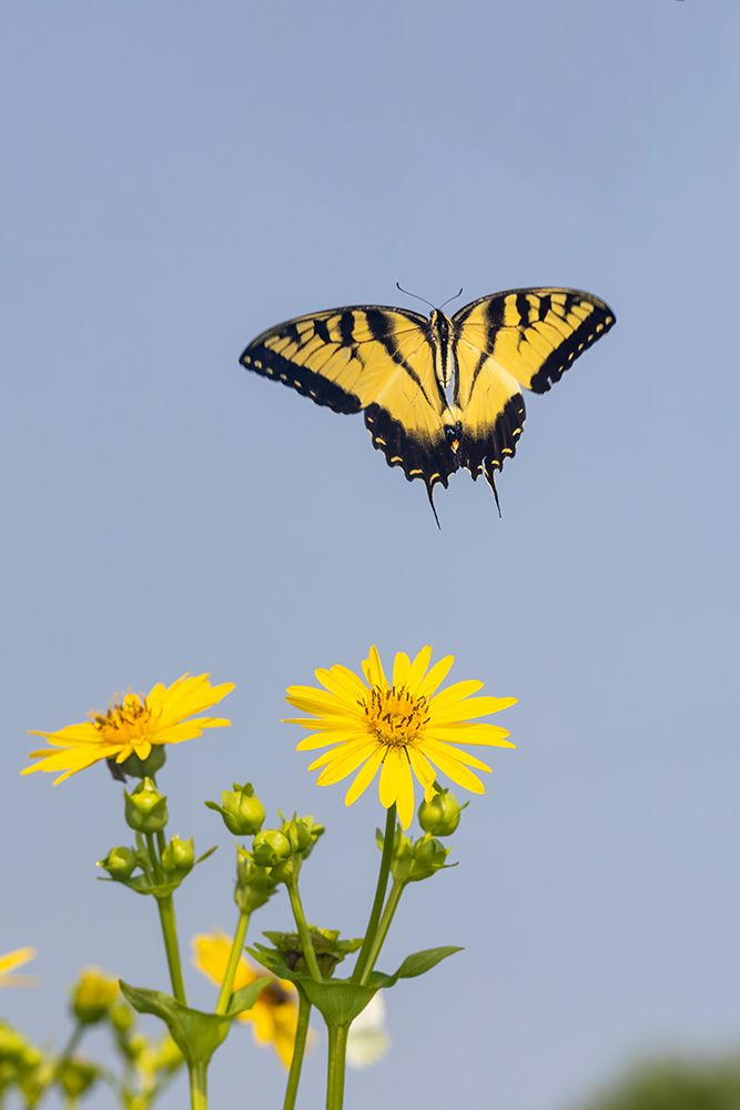 Art Print: Eastern Tiger swallowtail flying from Cup plant