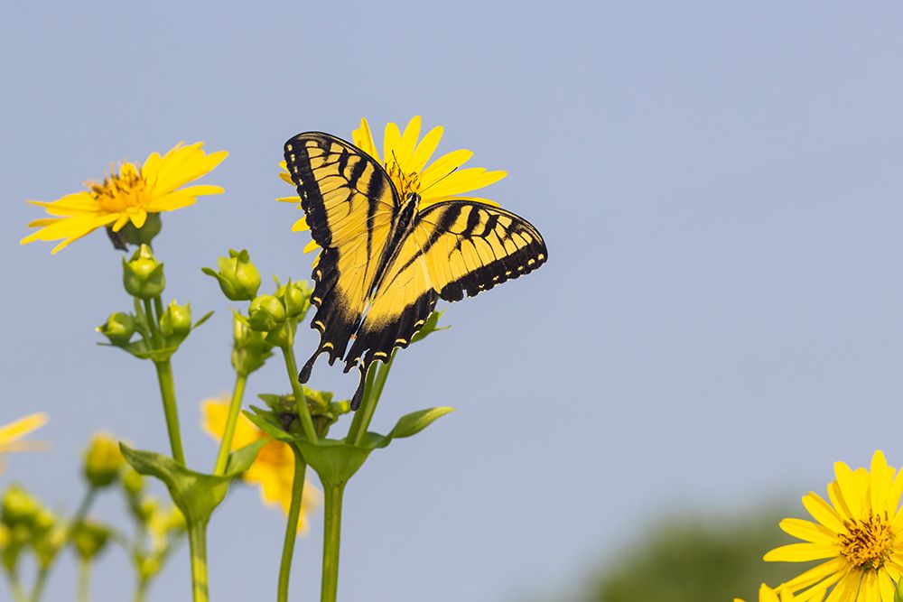 Art Print: Eastern Tiger swallowtail on Cup plant
