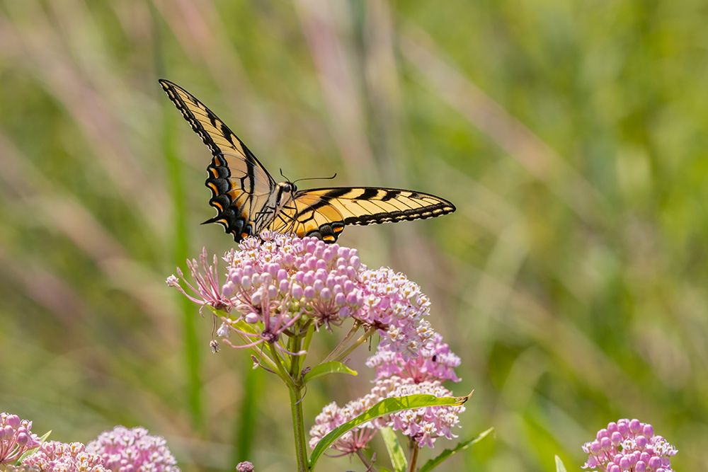 Art Print: Eastern Tiger swallowtail on swamp milkweed
