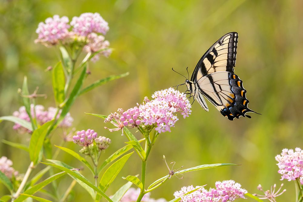 Art Print: Eastern Tiger swallowtail on swamp milkweed