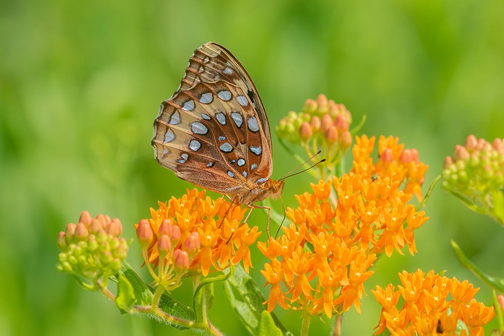 Art Print: Great Spangled Fritillary on butterfly milkweed