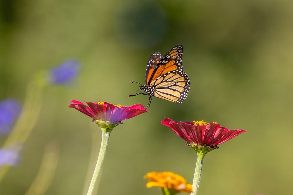 Art Print: Monarch flying