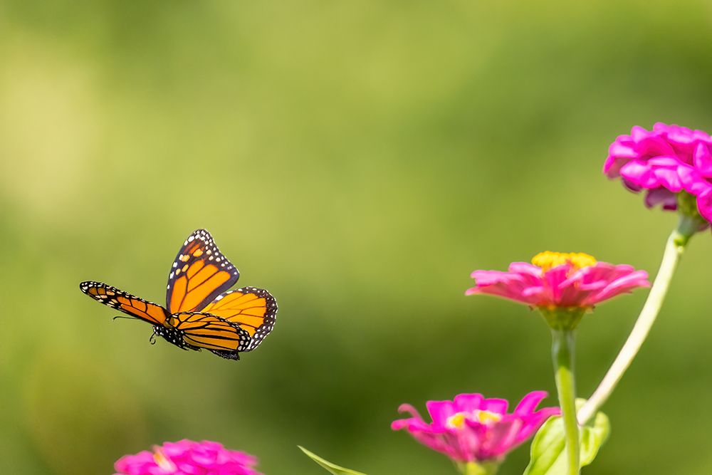 Art Print: Monarch flying