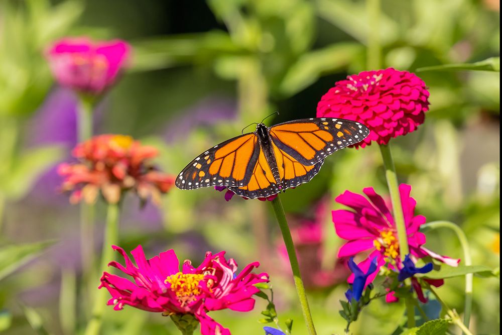 Art Print: Monarch on zinnia