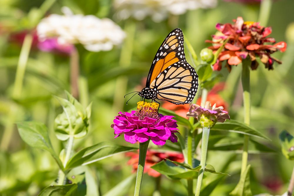 Art Print: Monarch on zinnia