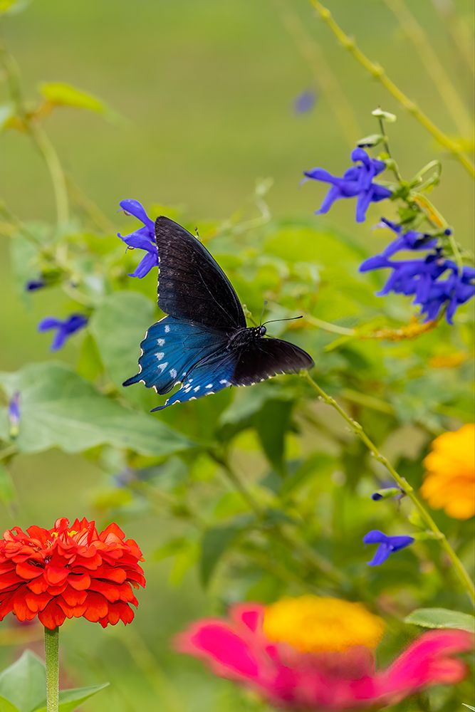 Art Print: Pipevine swallowtail flying