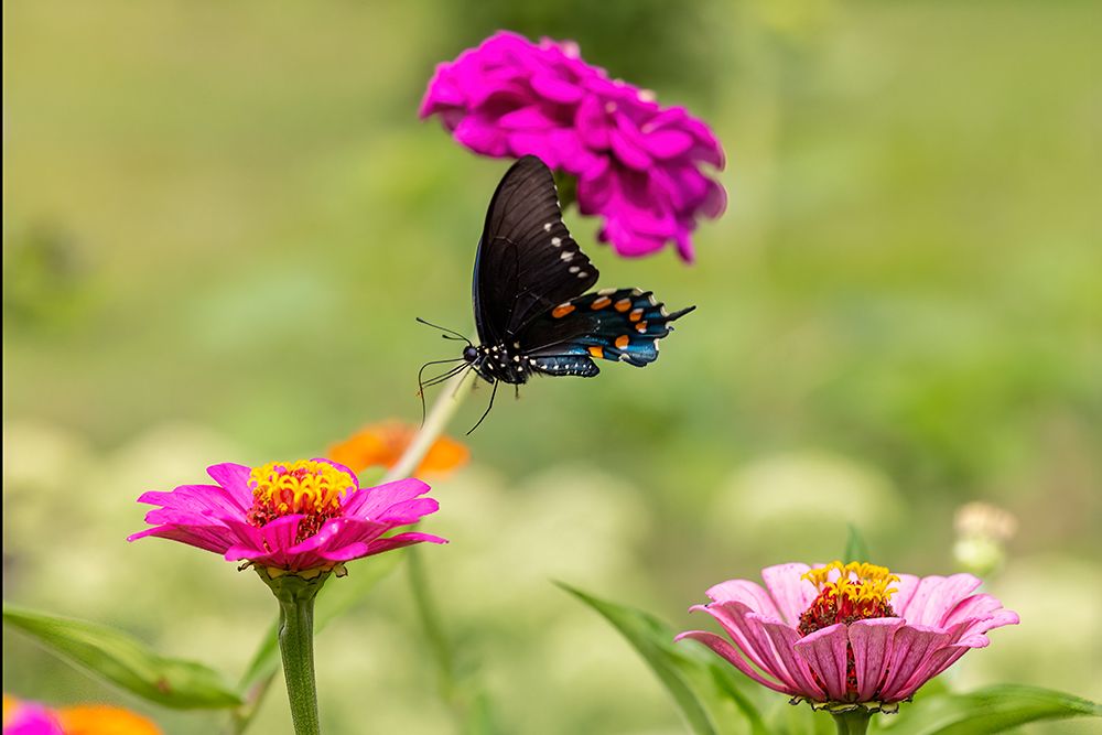 Art Print: Pipevine swallowtail flying