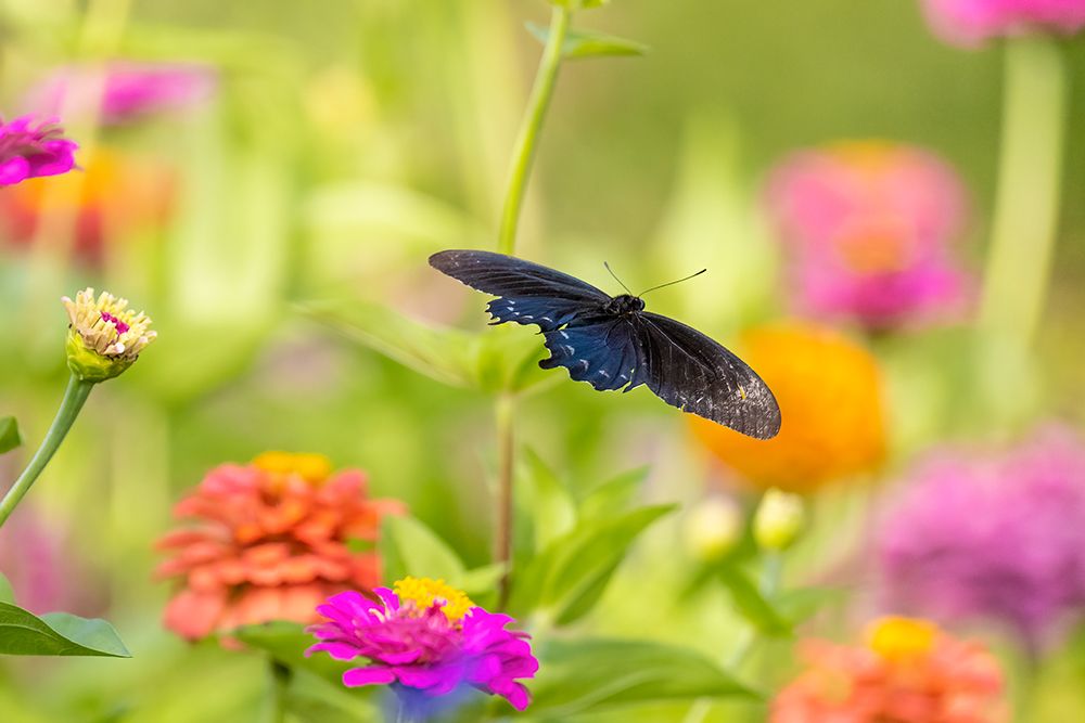 Art Print: Pipevine swallowtail male flying over zinnia