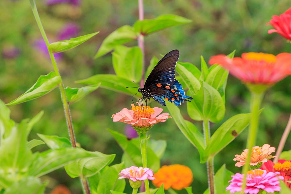 Art Print: Pipevine swallowtail on zinnia