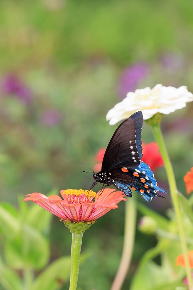 Art Print: Pipevine swallowtail on zinnia