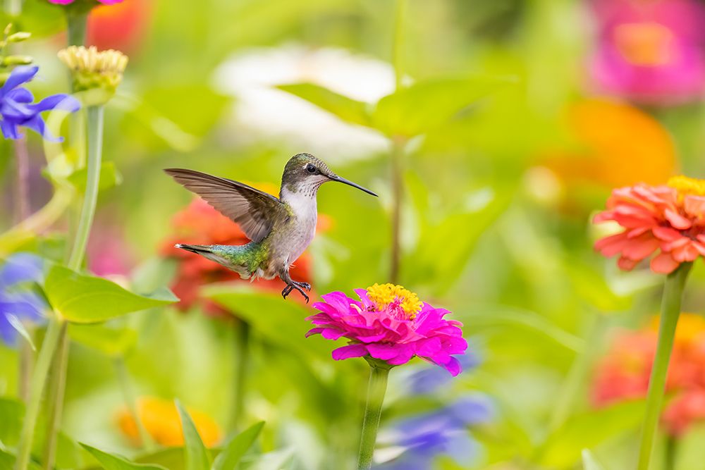 Art Print: Ruby-throated hummingbird