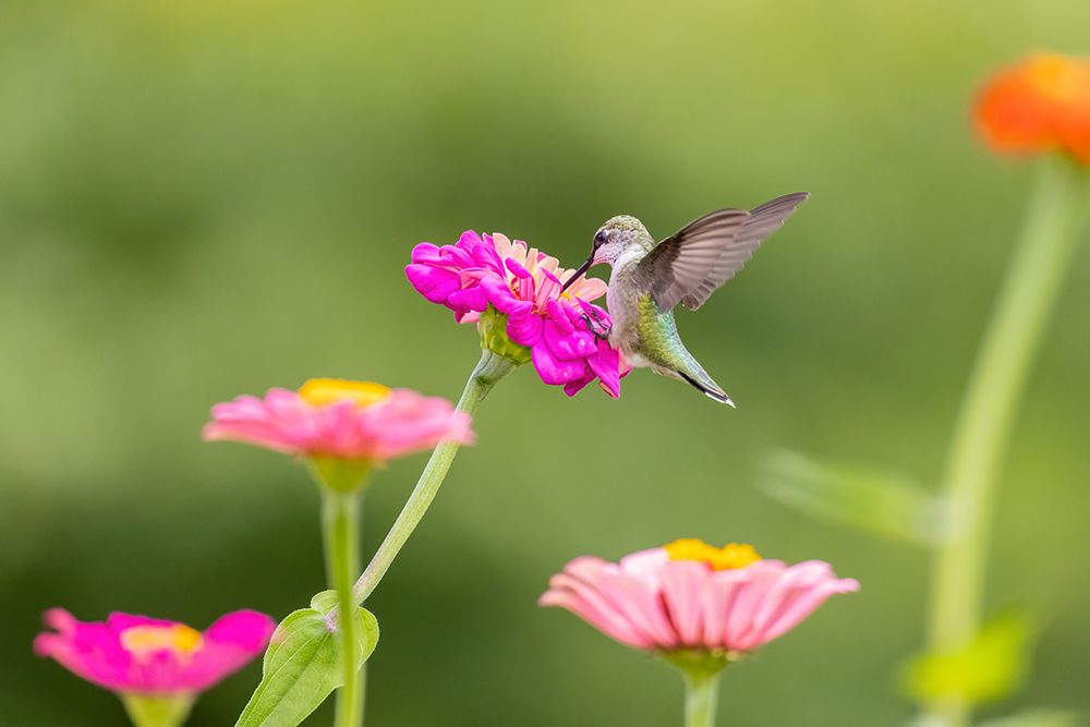 Art Print: Ruby-throated hummingbird