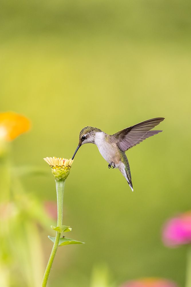 Art Print: Ruby-throated hummingbird