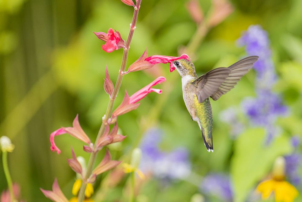 Art Print: Ruby-throated hummingbird