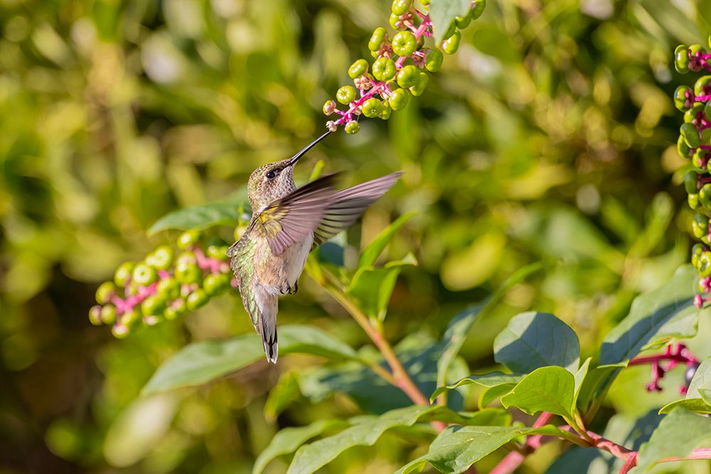Art Print: Ruby-throated hummingbird at American pokeweed