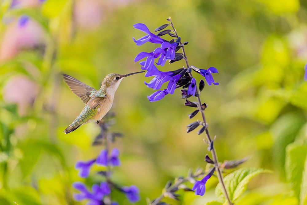 Art Print: Ruby-throated hummingbird at black and blue salvia
